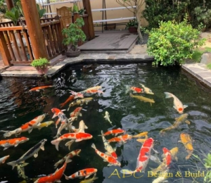 HỒ CÁ KOI QUẬN 3