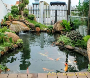 HỒ CÁ KOI TRÀ VINH