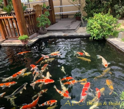 HỒ CÁ KOI QUẬN 3