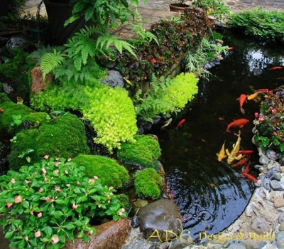SÂN VƯỜN HỒ CÁ KOI