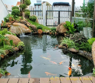 HỒ CÁ KOI TRÀ VINH